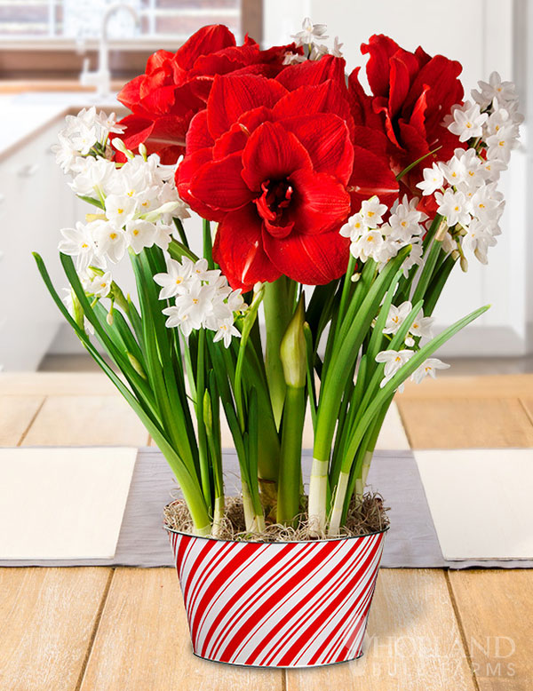 Holiday Spirit Potted Bulb Garden