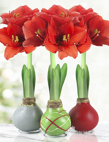 Holiday Waxed Amaryllis Collection (3-Pack)