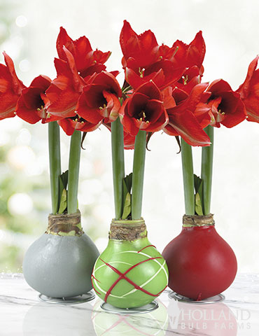 Holiday Waxed Amaryllis Collection (3-Pack) Waxed Amaryllis Holiday Collection, 3 Best Selling Wax-Covered Bulbs, Unique Holiday Decor and Gifts