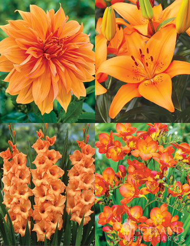 Holland Orange Pride Garden - 79227