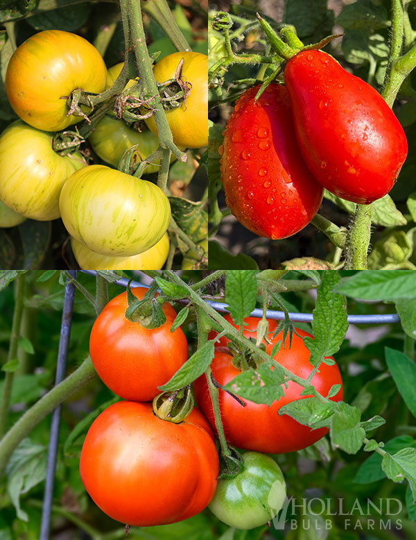 Homegrown Tomato Plant Start Trio