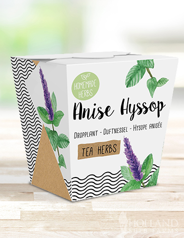 Homemade Herb Kit- Tea Anise Hyssop