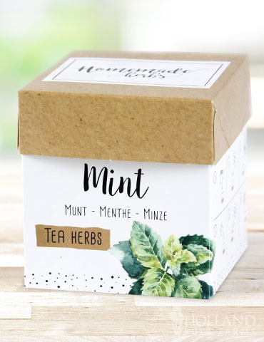 Homemade Herb Kit- Tea Mint - 75718