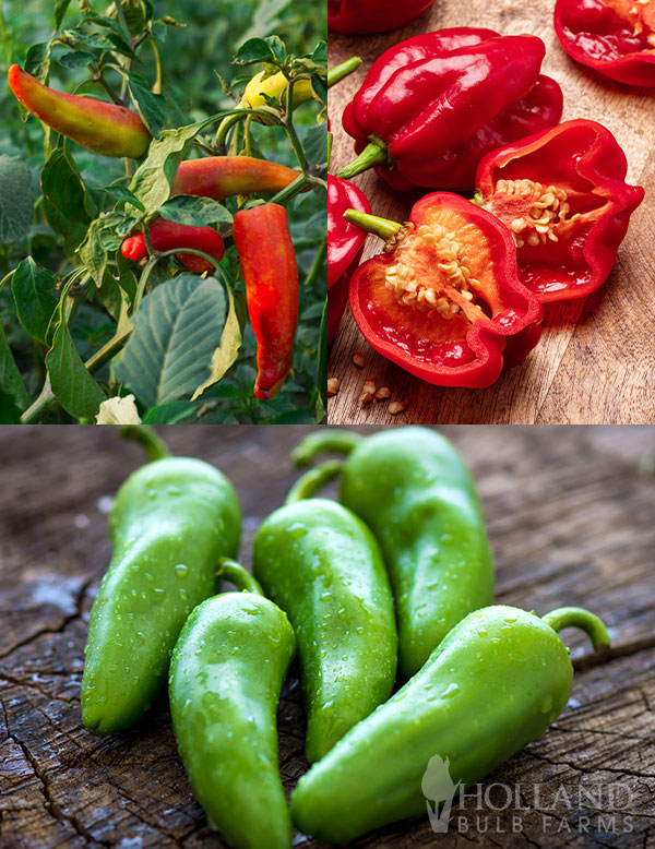 Hot Pepper Plant Start Trio