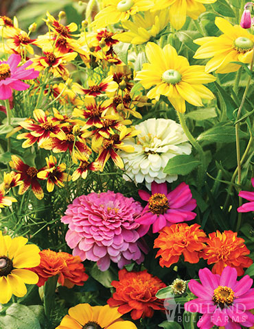 20" x  60" Butterfly and Hummingbird Garden Roll Out Flowers 13 Seed Varieties 