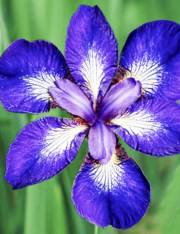 I See Stars Siberian Iris 