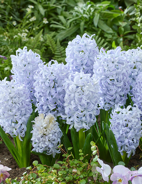 Ice Blue Hyacinth
