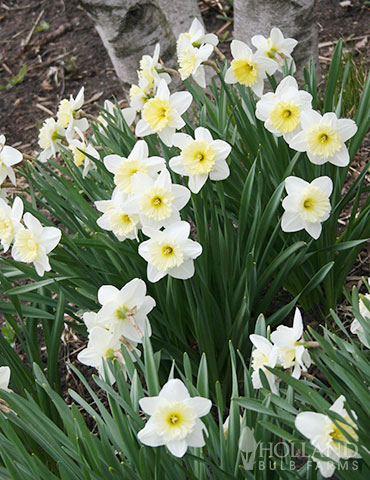 Ice Follies Daffodil 