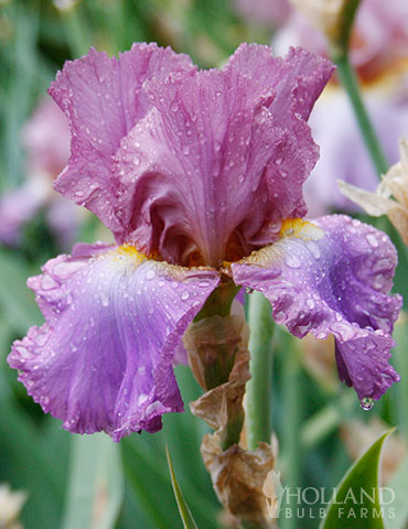 Bearded Iris Plant