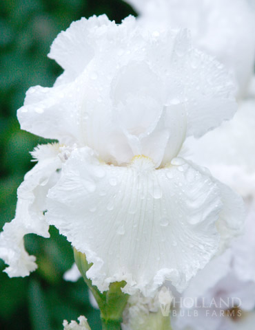 Iris Bulb Perennial Resistant Immortality Reblooming Bearded Bonsai White Garden 