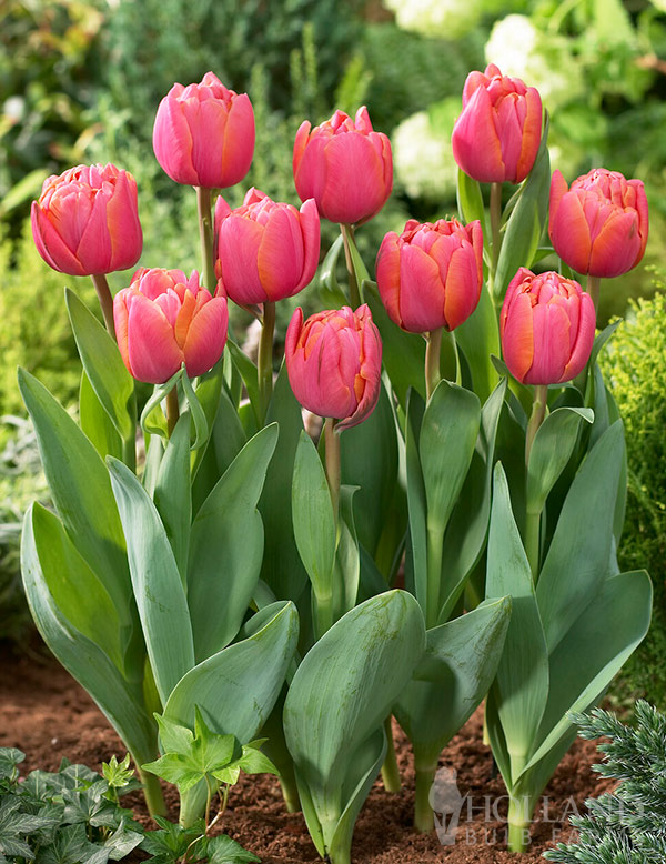 Impressario Double Tulip