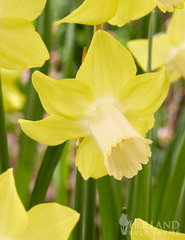 Gigantic Star Daffodil, Holland Bulb Farms