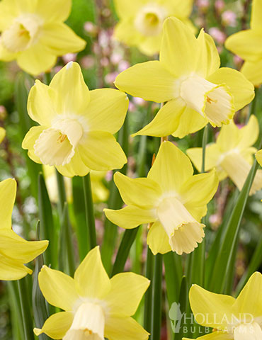 Daffodil Pink Charm, Buy Online at DutchGrown™