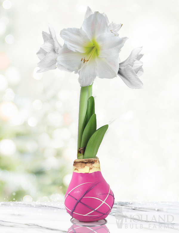 Infinite Love Waxed Amaryllis