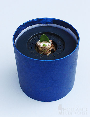 White Potted Amaryllis Gift Box - Blue Round - 92218