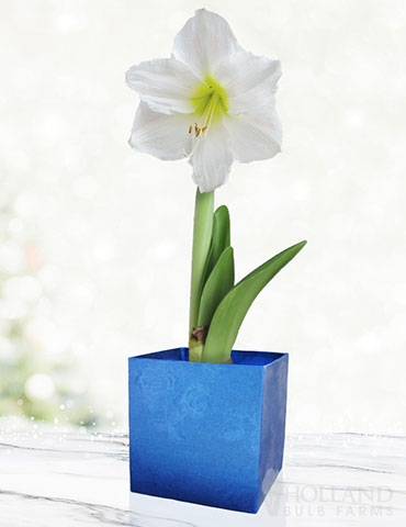 White Potted Amaryllis Gift Box - Blue Square - 92219