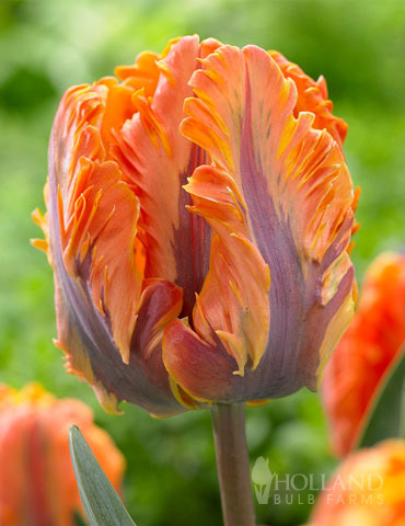 Irene Parrot Tulip 