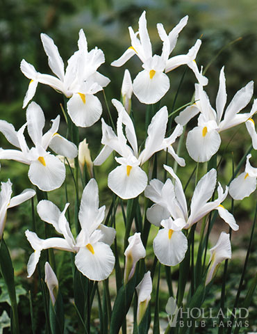 Iris hollandica Iris hollandica, white iris bulbs, dutch iris, dutch iris for spring planting, unique spring bulbs