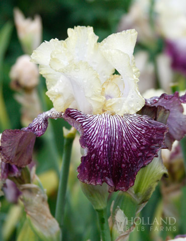 2 Perennial Flower Iris Bulbs Resistant Bearded Gifts Stunning Rare Hardy Plants 