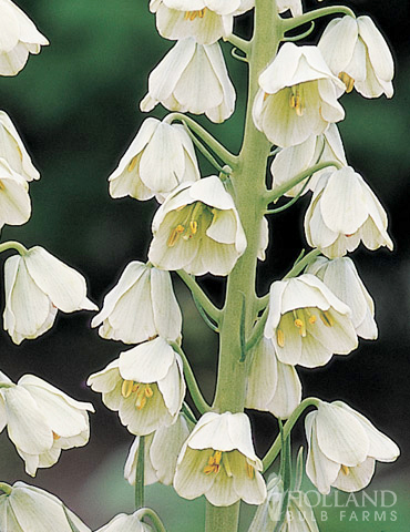 Ivory Bells Fritillaria - 87103