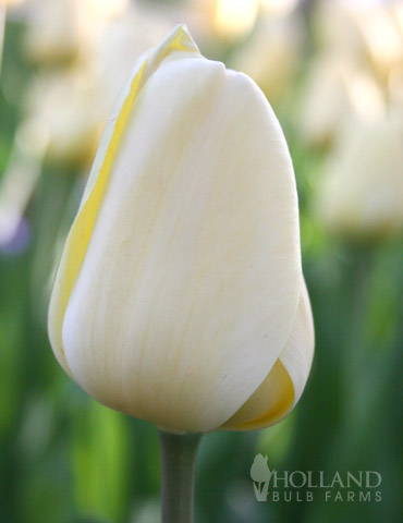 Ivory Floradale Darwin Hybrid Tulip 