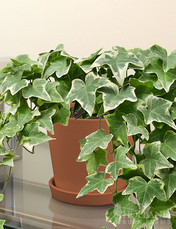 Ivy Green Houseplant