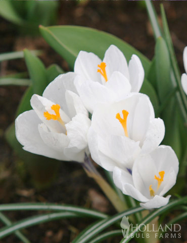 12 White Crocus Bulbs Jeanne DARC-Large Dutch Flowering Variety-Spring Bulbs Plant with Snowdrop-Dwarf Daffodil-IRIS-ACONITES-BEE Friendly