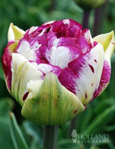 Jericho Double Tulip 