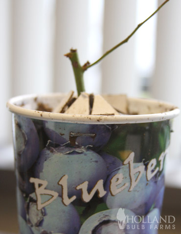 Jersey Blueberry Plant - 75120