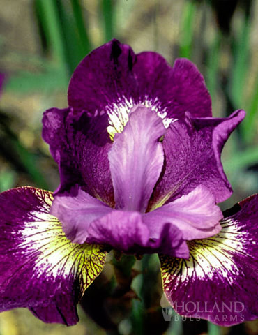 Jewelled Crown Siberian Iris 