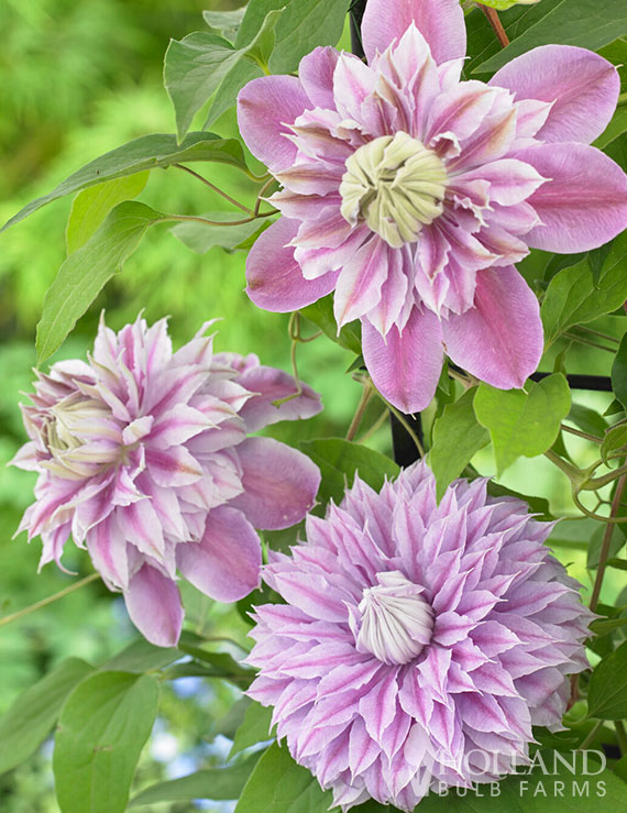 Josephine™ Pre-Potted Clematis