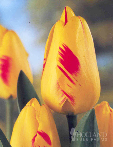 Juliette Darwin Hybrid Tulip 
