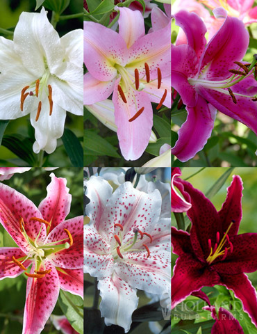 Jumbo Fragrant Lily Collection - 77331