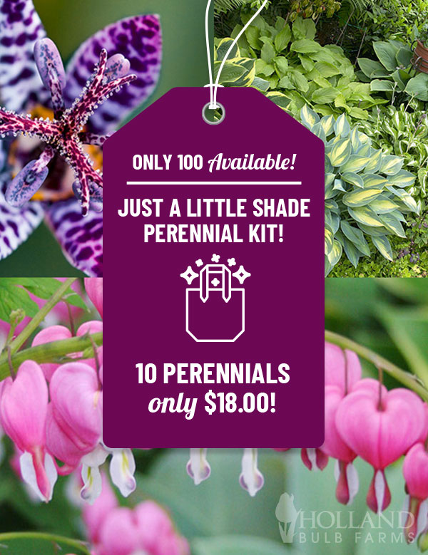 Just a Little Shade Perennial Grab Bag