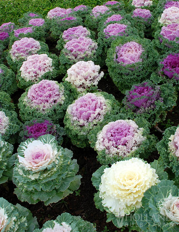 Kale Flowering Nagoya Mix Pre-Potted Trio