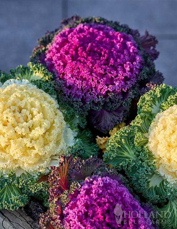 Kale Flowering Nagoya Mix
