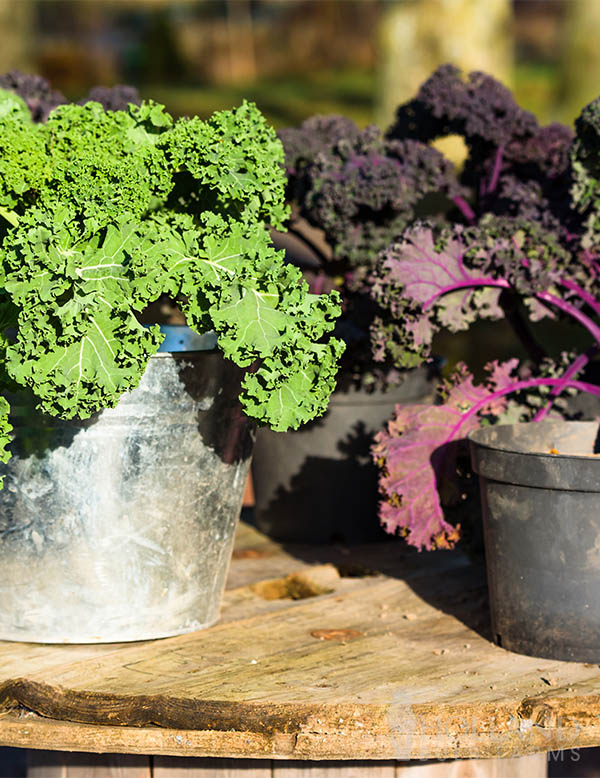 Kale Flowering Yokohama Mix Pre-Potted Trio