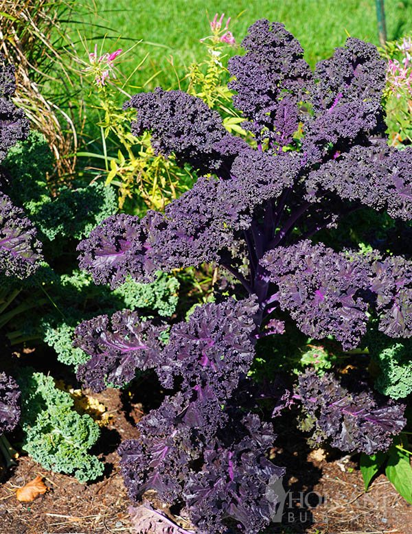 Kale Flowering Yokohama Mix
