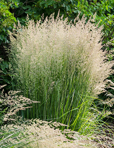 Karl Foerster Feather Reed Grass karl foerster grass companion plants, landscaping with karl foerster grass, calamagrostis x actutiflora, Feather reed grass care, karl foerster grass for sale
