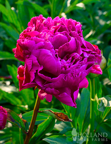 1 x PEONY Karl Rosenfield SUMMER FLOWERING Garden BULB