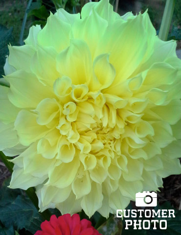 8-12" Blooms 3 KELVIN FLOODLIGHT Dinnerplate Dahlia Blooming Size Bulb Tubers