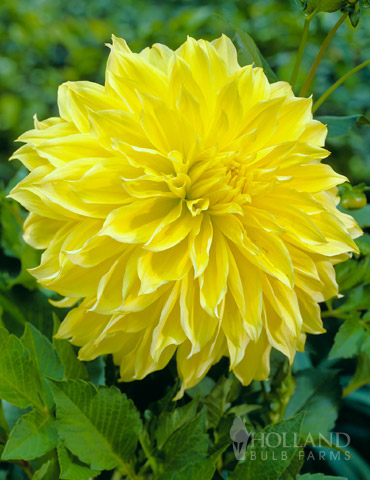 Humphreys Garden® Dinnerplate Dahlia Kelvin Floodlight Tuber.Pretty Yellow Flowers.Grade I 1