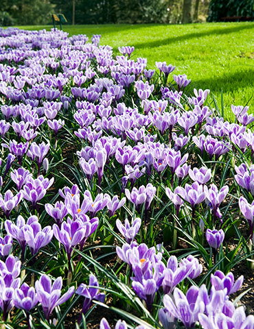 King of the Striped Crocus - 83142