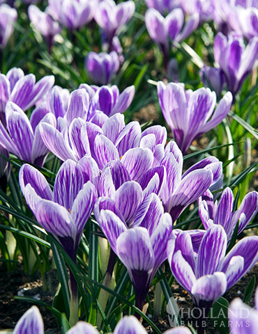 King of the Striped Crocus - 83142