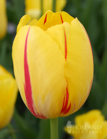 La Courtine Single Late Tulip 