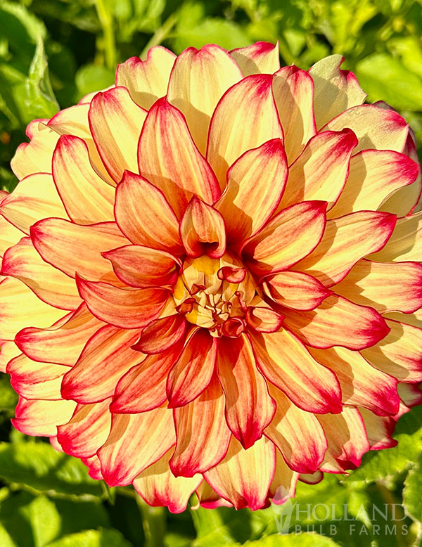 Lady Darlene Dinnerplate Dahlia