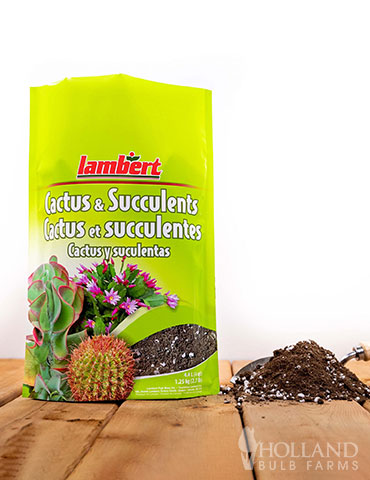 Lambert Cactus & Succulent Mix