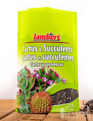 Lambert Cactus &amp; Succulent Mix - 4 QT