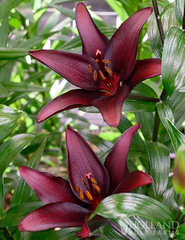 Landini Asiatic Lily - 77427