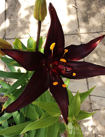 Landini Asiatic Lily - 77427